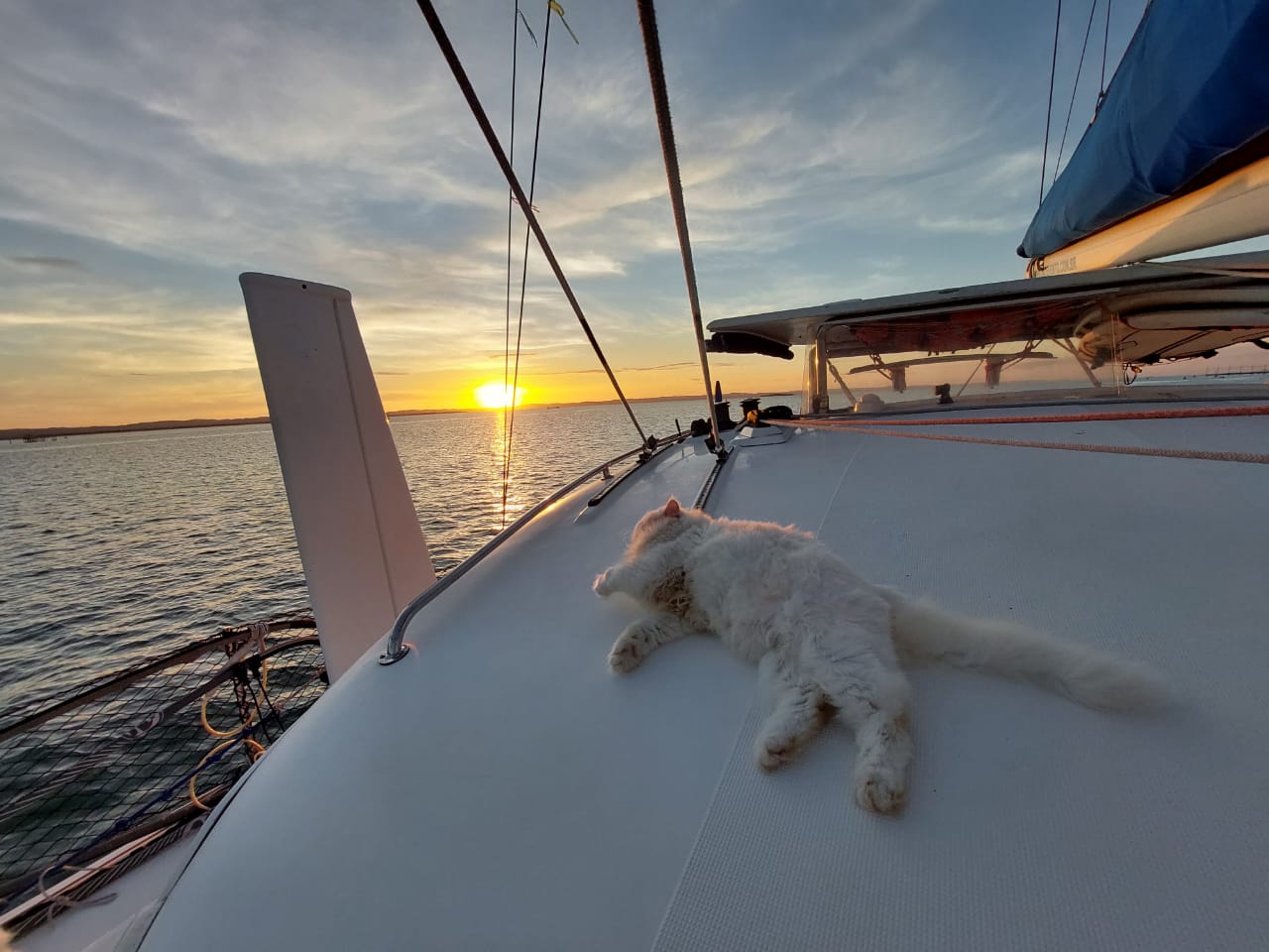 Casal vive com seus gatos em veleiro-catamarã