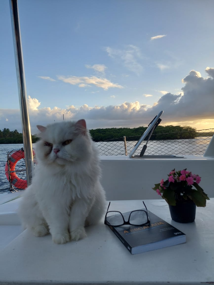 Casal vive com seus gatos em veleiro-catamarã