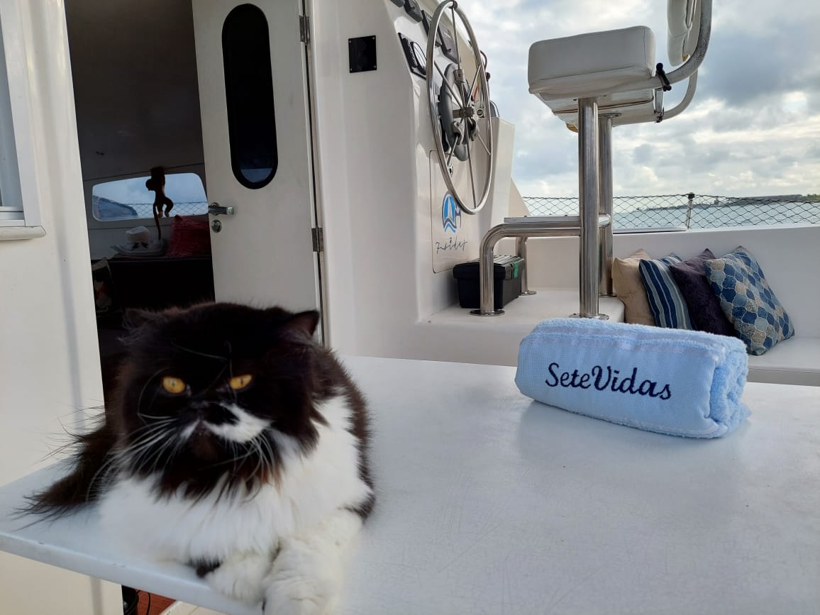 Casal vive com seus gatos em veleiro-catamarã