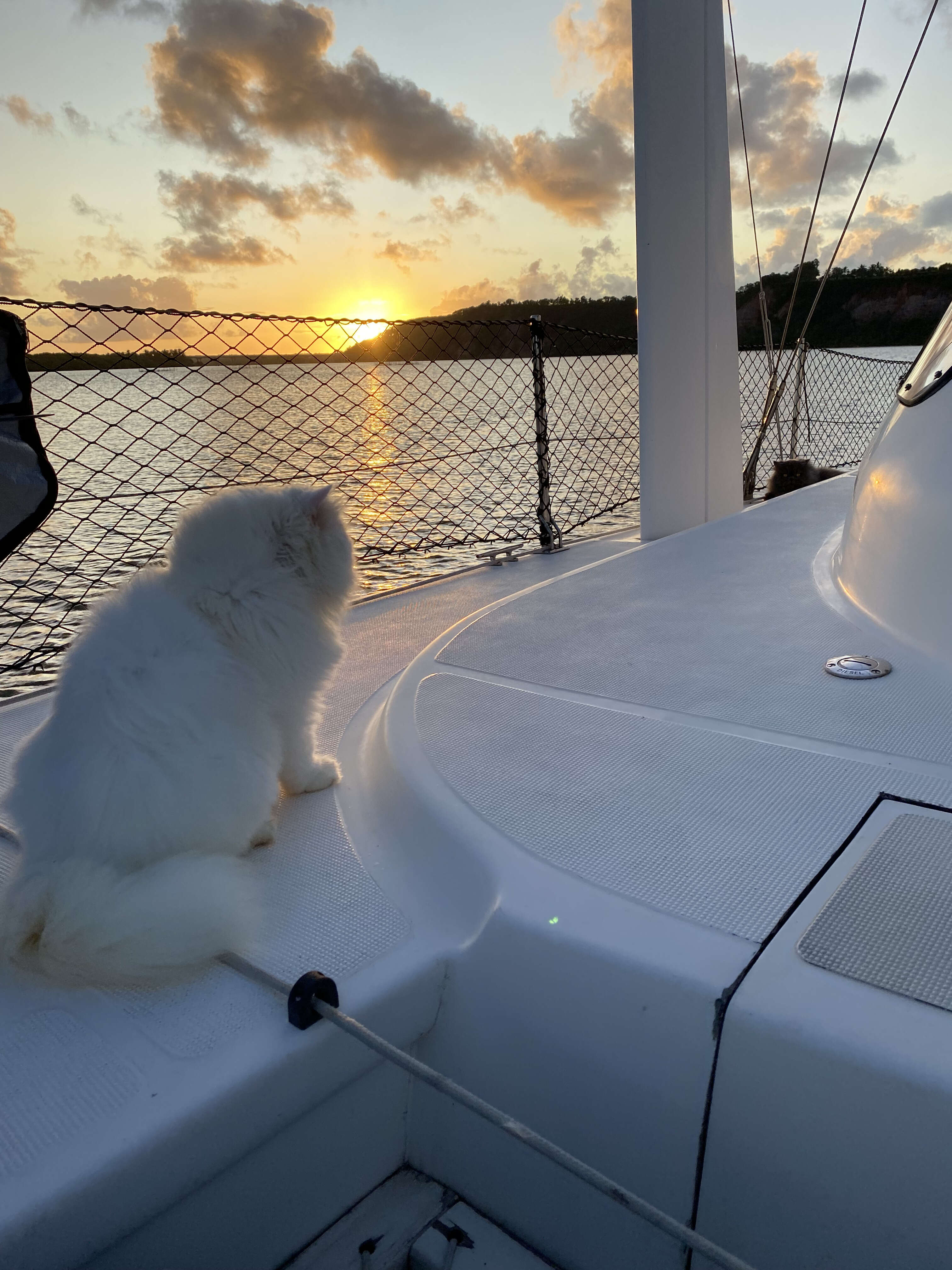 Casal vive com seus gatos em veleiro-catamarã