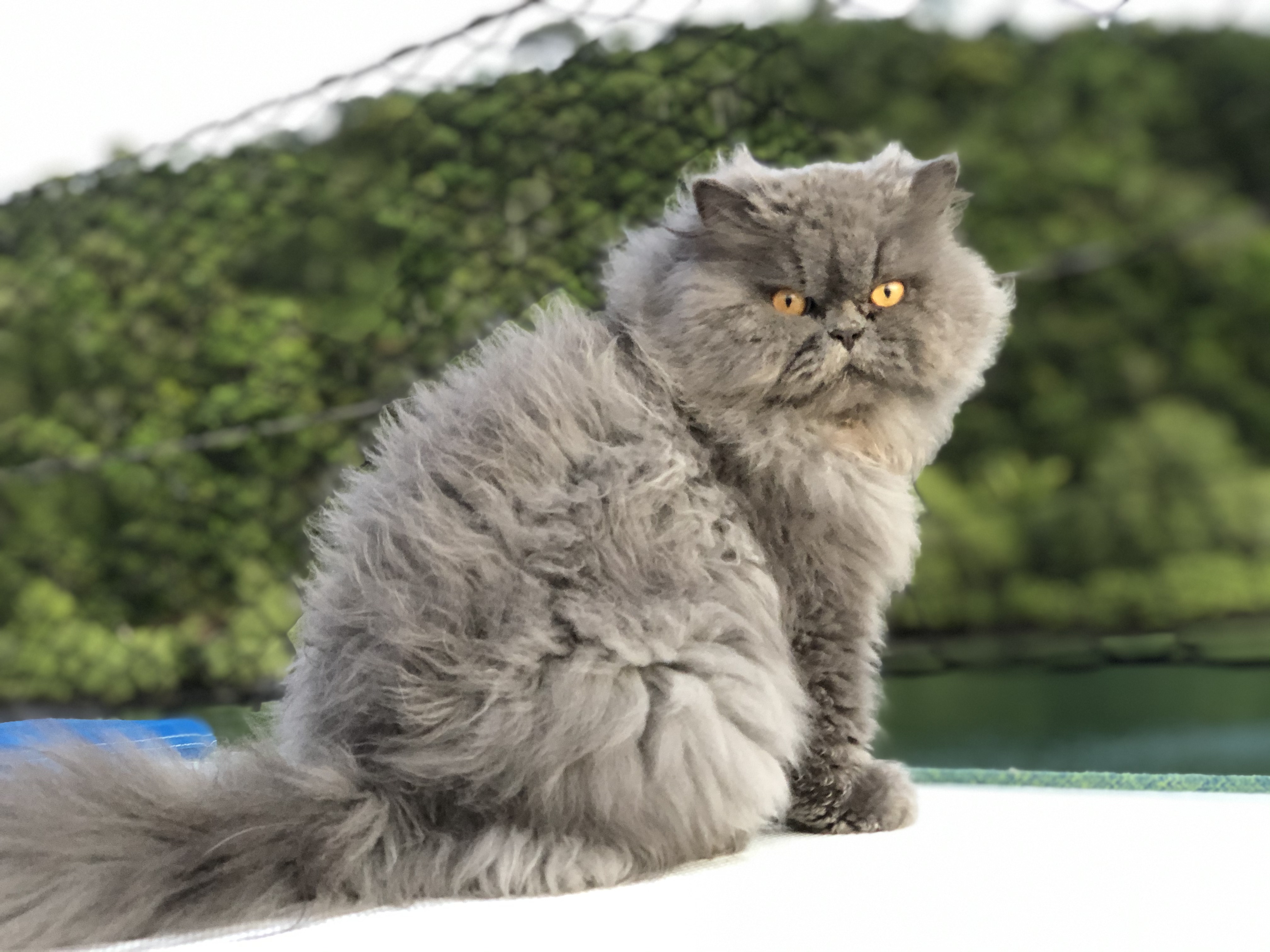 Casal vive com seus gatos em veleiro-catamarã