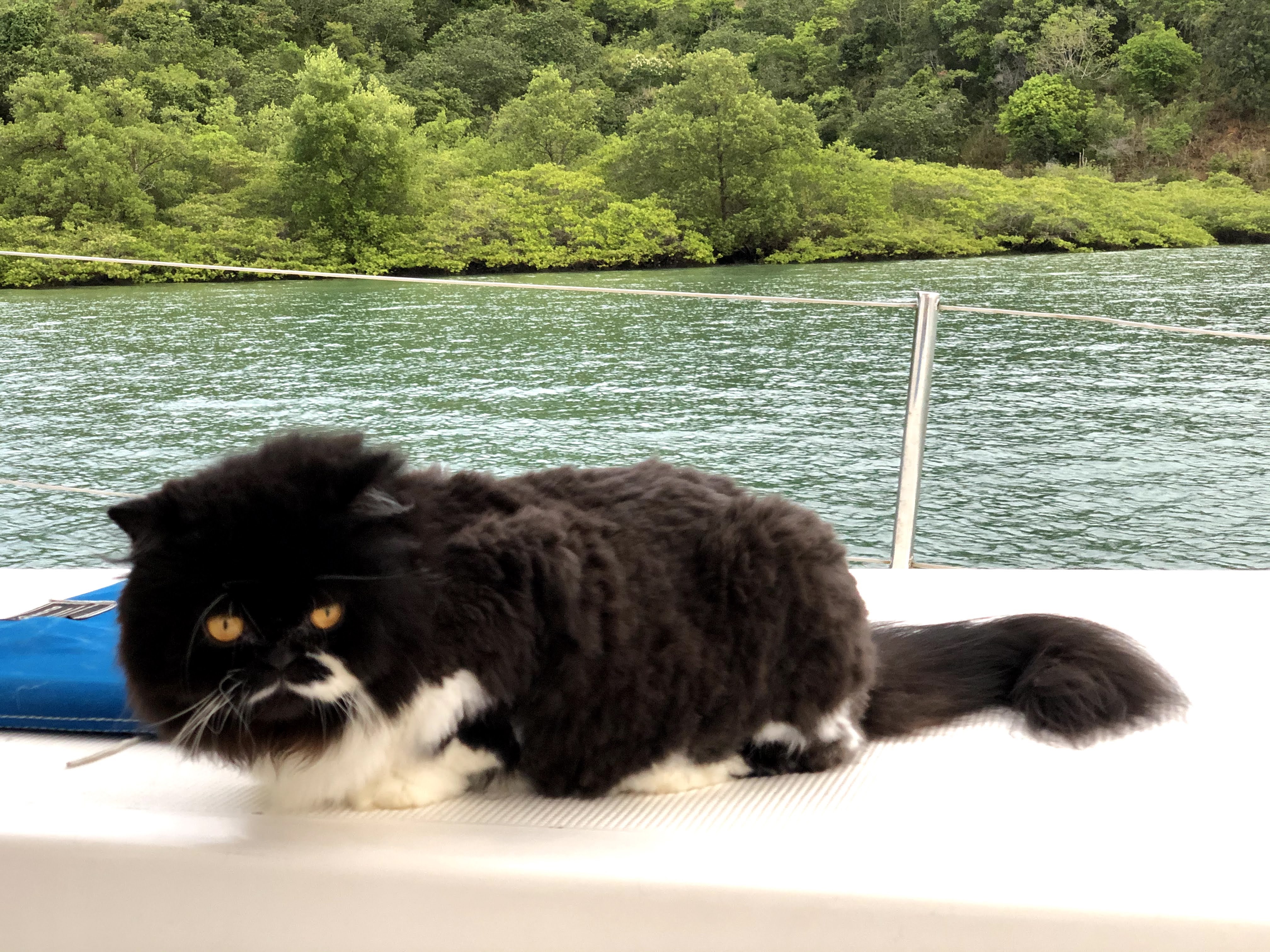 Casal vive com seus gatos em veleiro-catamarã