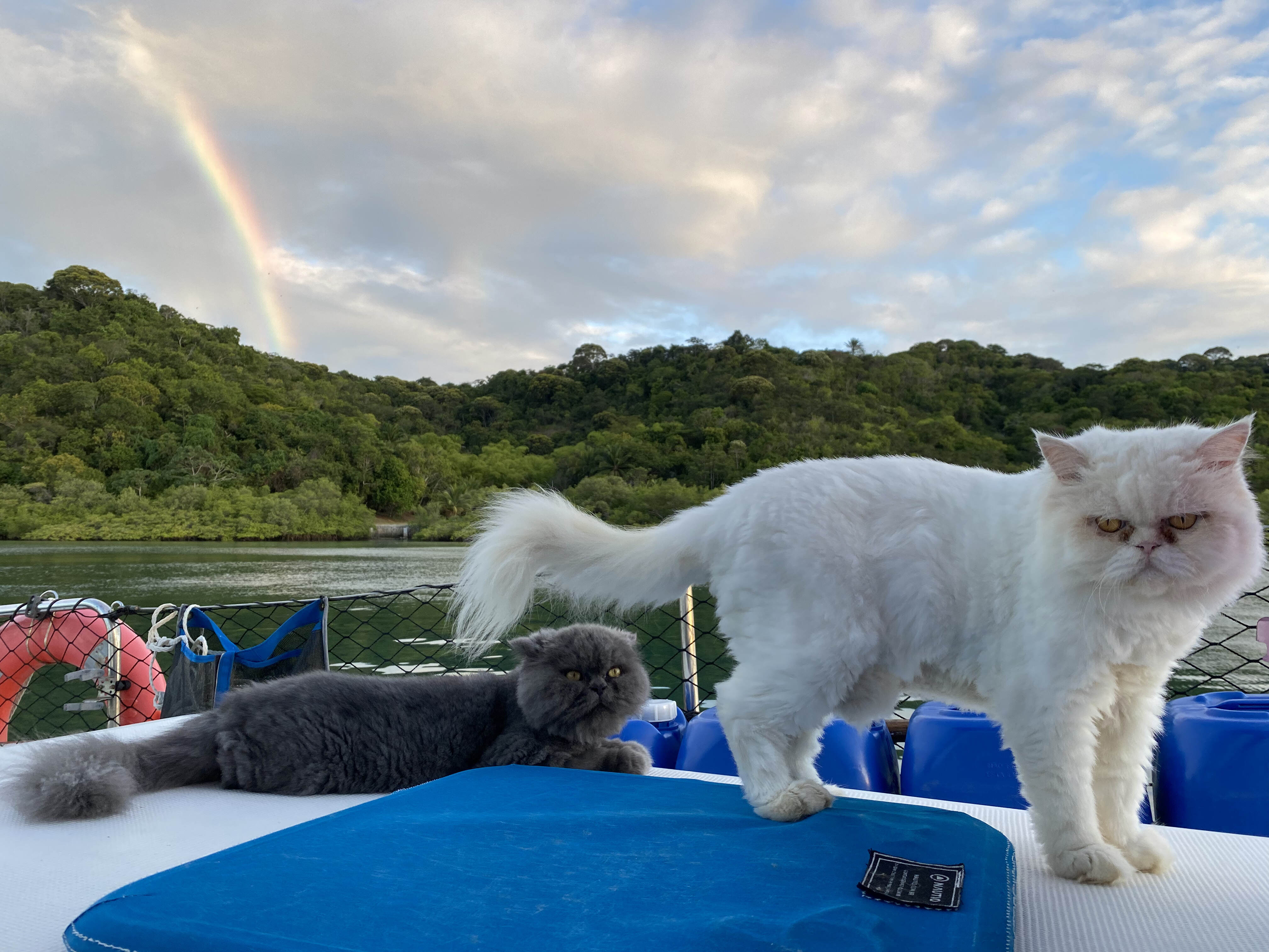 Casal vive com seus gatos em veleiro-catamarã