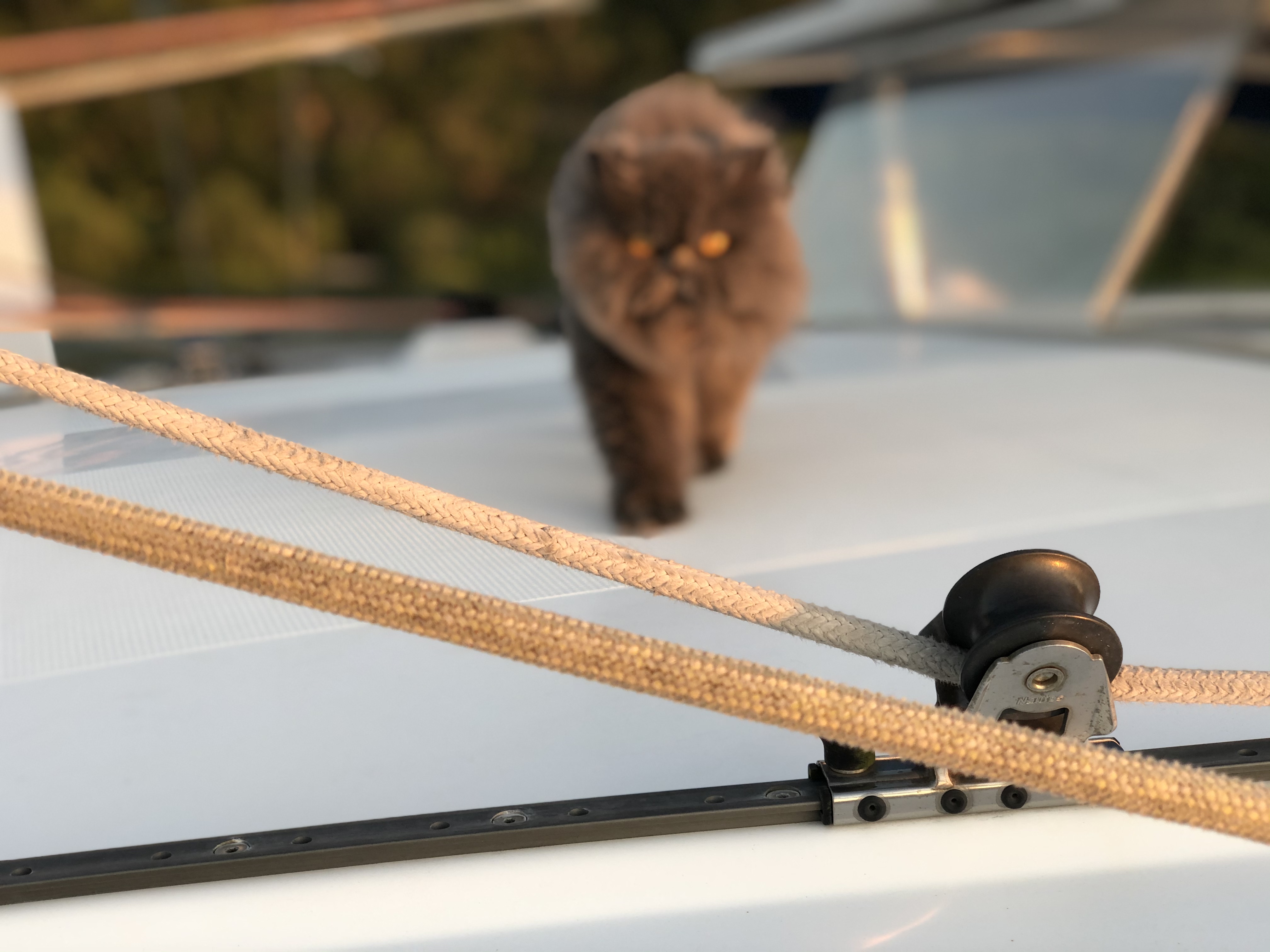 Casal vive com seus gatos em veleiro-catamarã