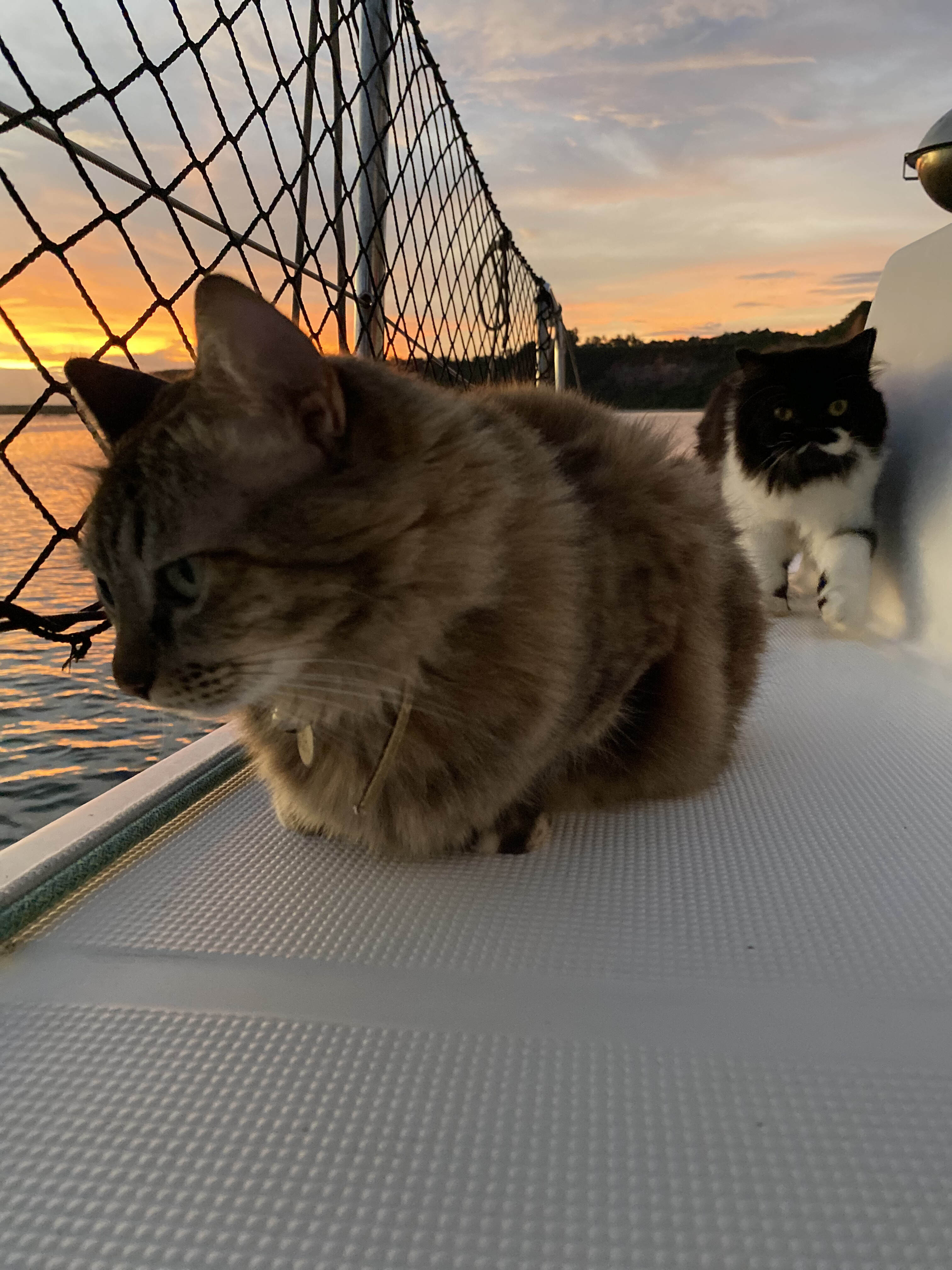 Casal vive com seus gatos em veleiro-catamarã