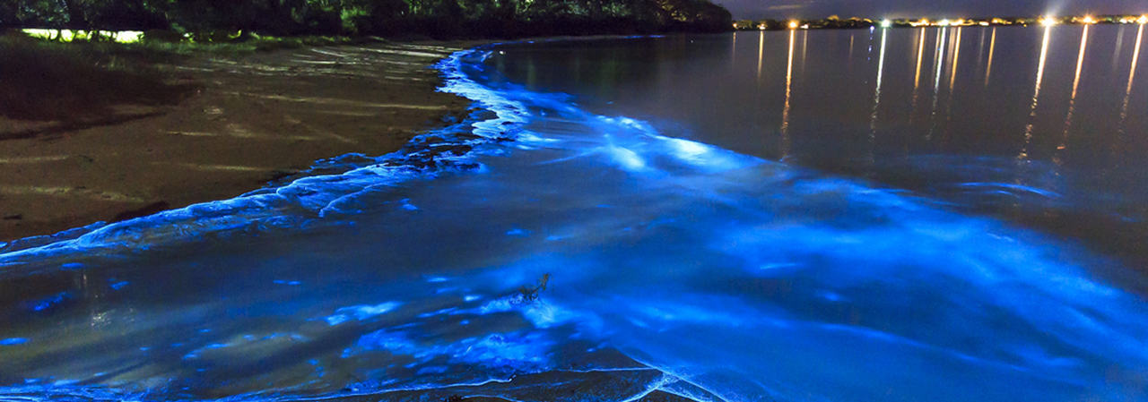 Mar neon? Conheça o fenômeno da bioluminescência