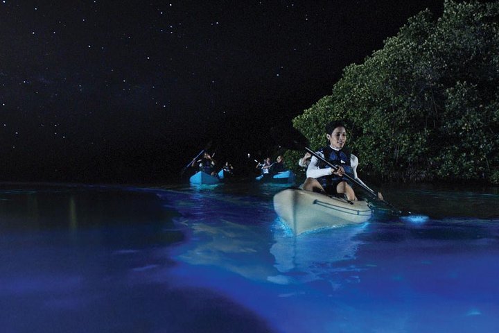 Mar neon? Conheça o fenômeno da bioluminescência