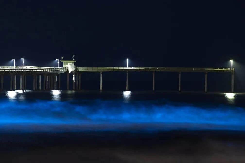 Mar neon? Conheça o fenômeno da bioluminescência