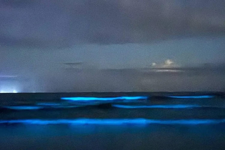 Mar neon? Conheça o fenômeno da bioluminescência