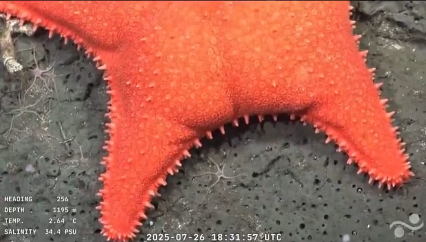 É o Patrick? Estrela-do-mar com formato curioso surpreende pesquisadores no fundo do mar