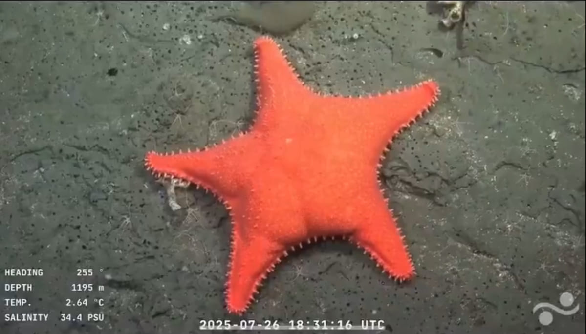 É o Patrick? Estrela-do-mar com formato curioso surpreende pesquisadores no fundo do mar