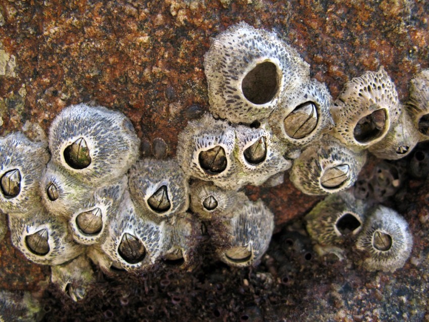 As cracas são crustáceos marinhos que se fixam em superfícies submersas — cascos, hélices, trocadores de calor, tubulações de circulação de água — e ali permanecem, se multiplicando e formando camadas cada vez mais espessas. À primeira vista, parece só uma questão de limpeza. Mas o problema vai muito além do visual.